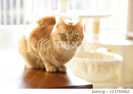 猫ちゃん親子の日常風景 猫ちゃん親子の日常風景 123748462