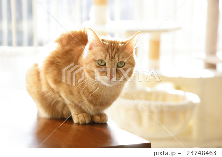 猫ちゃん親子の日常風景 123748463