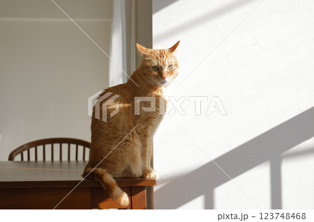 猫ちゃん親子の日常風景 123748468