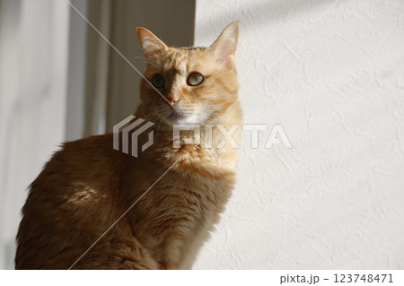 猫ちゃん親子の日常風景 123748471