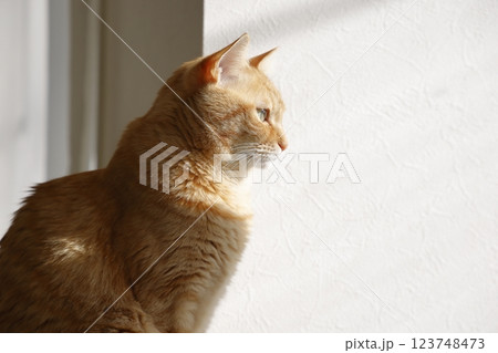 猫ちゃん親子の日常風景 猫ちゃん親子の日常風景 123748473