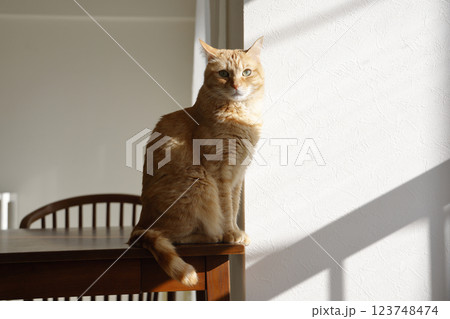 猫ちゃん親子の日常風景 猫ちゃん親子の日常風景 123748474