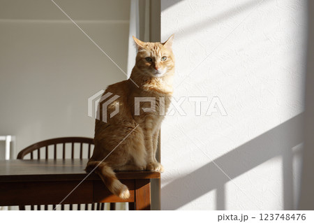 猫ちゃん親子の日常風景 123748476