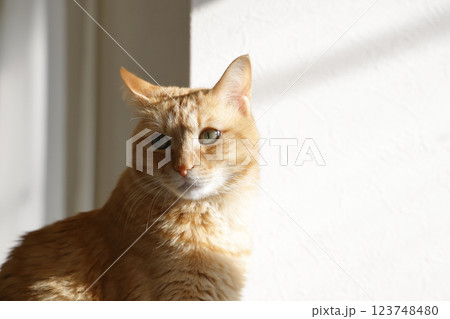 猫ちゃん親子の日常風景 猫ちゃん親子の日常風景 123748480