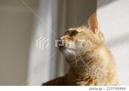 猫ちゃん親子の日常風景 123748484