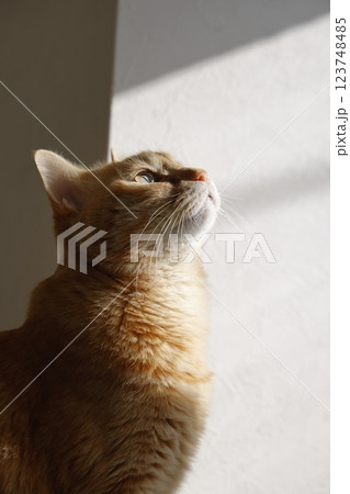 猫ちゃん親子の日常風景 123748485
