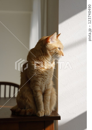 猫ちゃん親子の日常風景 123748490