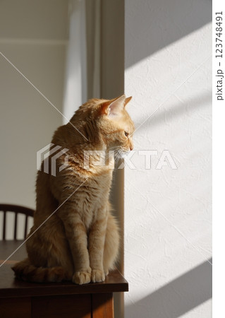 猫ちゃん親子の日常風景 123748491