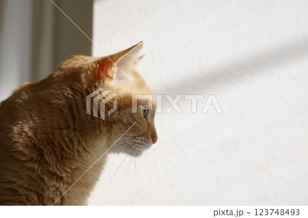 猫ちゃん親子の日常風景 猫ちゃん親子の日常風景 123748493