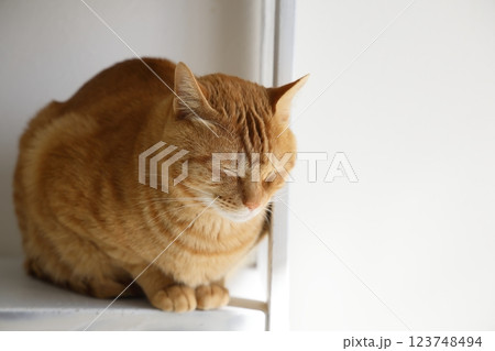 猫ちゃん親子の日常風景 猫ちゃん親子の日常風景 123748494