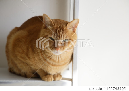 猫ちゃん親子の日常風景 猫ちゃん親子の日常風景 123748495