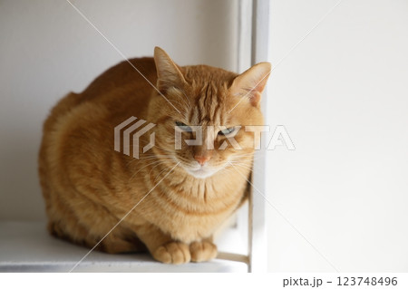 猫ちゃん親子の日常風景 123748496