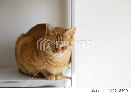 猫ちゃん親子の日常風景 猫ちゃん親子の日常風景 123748500