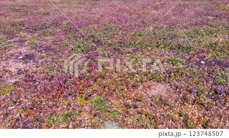 ホトケノザとナズナの咲く早春の休耕地の野原風景 ホトケノザとナズナの咲く早春の休耕地の野原風景 123748507