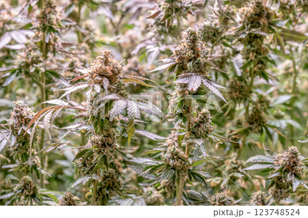 female blossom marijuana SoG Sea of Green net hemp cultivation technique Growing pot indoor bloom stage growth Medical 123748524
