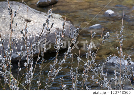 ねこやなぎと冬の栃木県那珂川上流の風景 123748560