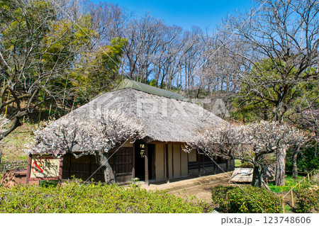 東京都町田市　薬師池公園　梅園　旧永井家　都指定名勝　 123748606