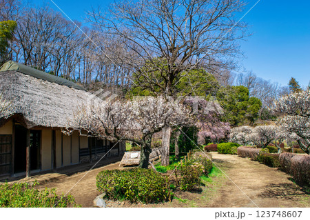 東京都町田市　薬師池公園　梅園　旧永井家　都指定名勝　 123748607