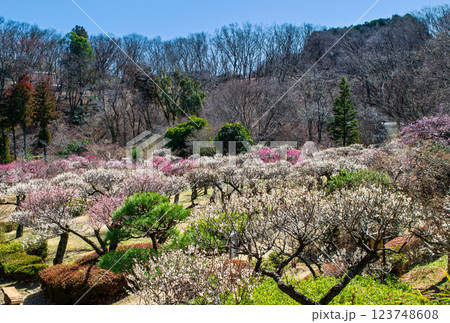 東京都町田市　薬師池公園　梅園　都指定名勝　 123748608
