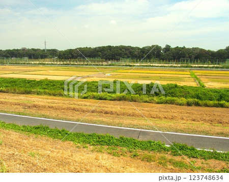 晩夏の江戸川土手から見る収穫の終わった近郊の田んぼ風景 123748634