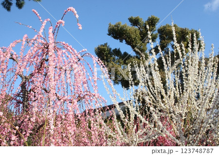 ピンク梅と白梅満開 123748787