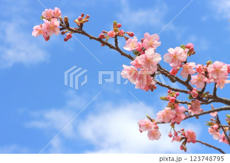 河津桜（早春イメージ） 123748795