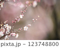 春の訪れを告げる梅の花 123748800