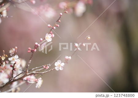 春の訪れを告げる梅の花 123748800