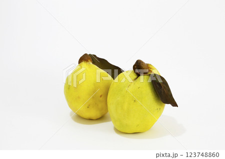 葉のついた花梨（かりん） 白バックにて撮影 123748860