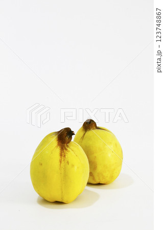 花梨（かりん）の果実 白バックにて撮影 123748867