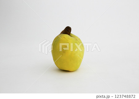 花梨（かりん）の果実 白バックにて撮影 123748872