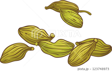 Cardamom Seeds Colored Detailed Illustration. 123748973