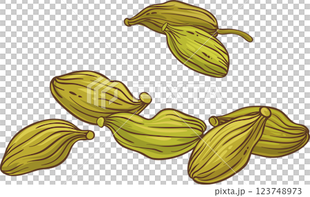 Cardamom Seeds Colored Detailed Illustration. 123748973
