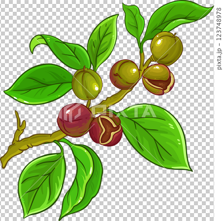 Camelia Branch Colored Detailed Illustration. Camelia Branch Colored Detailed Illustration. 123748978