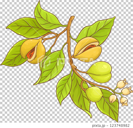 Nutmeg Branch with Flowers, Nuts and Leaves Colored Detailed Illustration. Organic natural nutritional healthy food ingredient, vegetarian diet product.  123748982