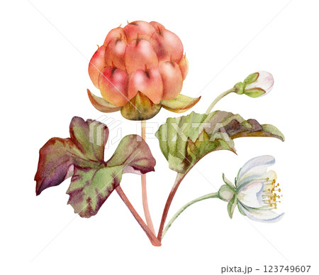Cloudberry raspberry with white flowers, hand drawn in watercolor, ripe Scandinavian forest berry on stems. Boutonniere isolated botanical illustration. Restaurant, farmers market, dessert cafe menu Cloudberry raspberry with white flowers, hand drawn in watercolor, ripe Scandinavian forest berry on stems. Boutonniere isolated botanical illustration. Restaurant, farmers market, dessert cafe menu 123749607