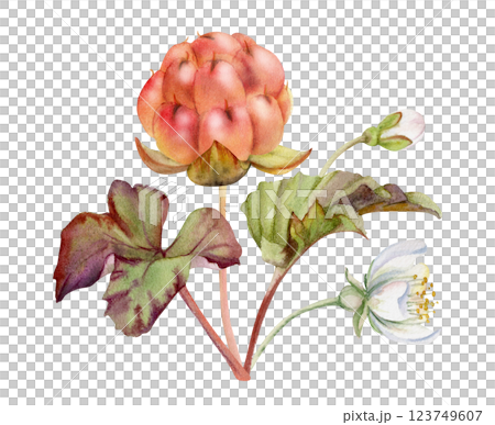 Cloudberry raspberry with white flowers, hand drawn in watercolor, ripe Scandinavian forest berry on stems. Boutonniere isolated botanical illustration. Restaurant, farmers market, dessert cafe menu Cloudberry raspberry with white flowers, hand drawn in watercolor, ripe Scandinavian forest berry on stems. Boutonniere isolated botanical illustration. Restaurant, farmers market, dessert cafe menu 123749607