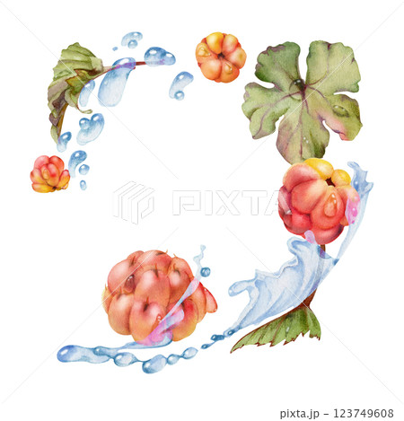 Cloudberry raspberry flying in water splash wave, green leaves and drops, hand drawn in watercolor, ripe summer forest berry. Isolated illustration, for restaurant, cafe menu, wedding, farmers market Cloudberry raspberry flying in water splash wave, green leaves and drops, hand drawn in watercolor, ripe summer forest berry. Isolated illustration, for restaurant, cafe menu, wedding, farmers market 123749608