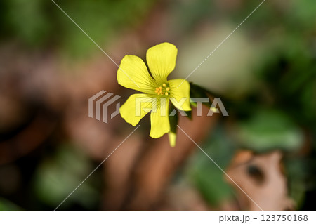 オオキバナカタバミ オオキバナカタバミ 123750168