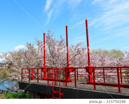 赤い水門と満開の桜　穏やかな春の日 123750286