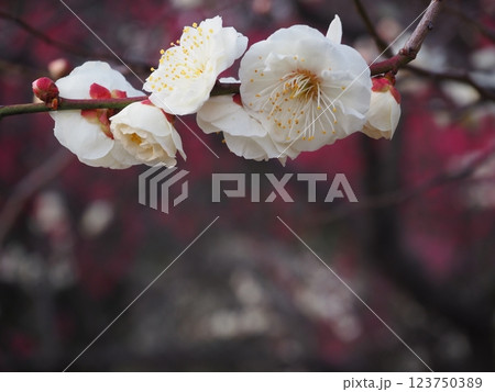 白い梅の花のクローズアップ写真 白い梅の花のクローズアップ写真 123750389