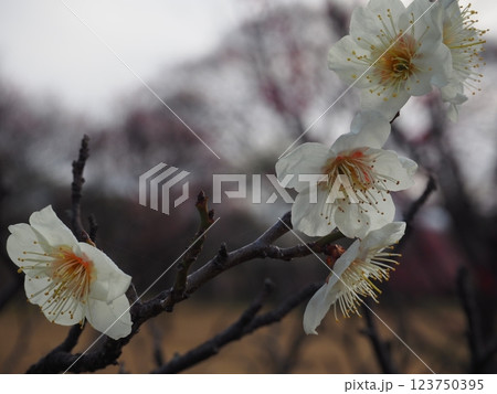 白い梅の花のクローズアップ写真 白い梅の花のクローズアップ写真 123750395