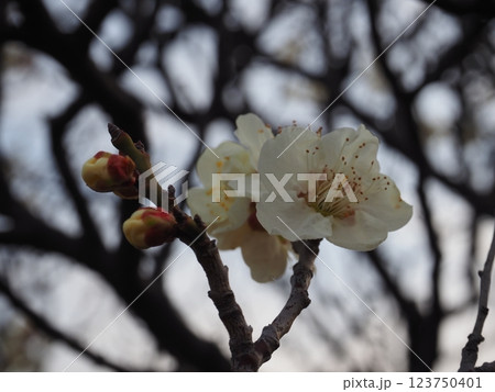 白い梅の花のクローズアップ写真 白い梅の花のクローズアップ写真 123750401