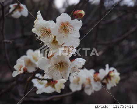 白い梅の花のクローズアップ写真 123750412