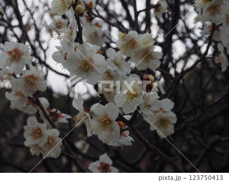 白い梅の花のクローズアップ写真 123750413