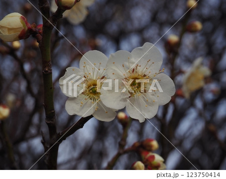 白い梅の花のクローズアップ写真 白い梅の花のクローズアップ写真 123750414