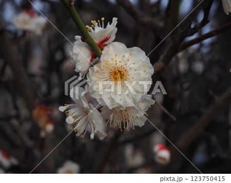 白い梅の花のクローズアップ写真 123750415
