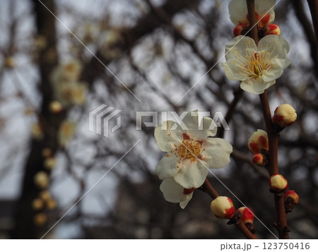 白い梅の花のクローズアップ写真 123750416