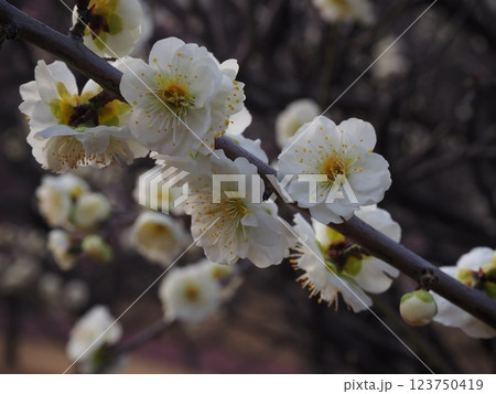 白い梅の花のクローズアップ写真 123750419