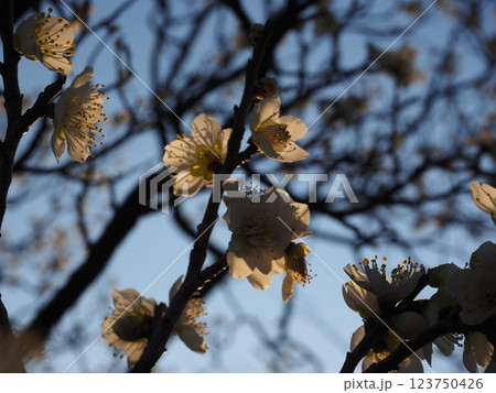 白い梅の花のクローズアップ写真 白い梅の花のクローズアップ写真 123750426
